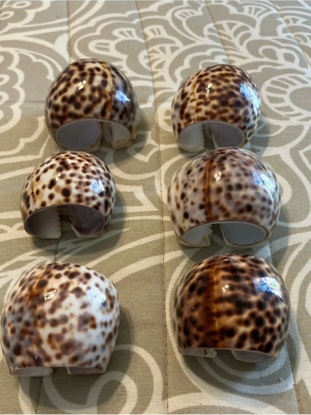 Tiger Cowrie Sea Shell Napkin Rings Set Of 6